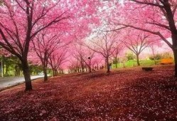 女神爆料樱花视频下载,樱花视频下载攻略大公开