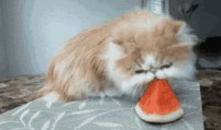 娱乐吃瓜酱猫妈妈视频下载,揭秘萌宠日常